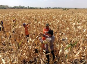 Polsek Gayam dan Petani Bersinergi Dukung Program Ketahanan Pangan